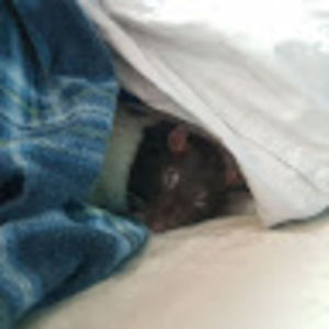 Meet your Posher, Kiki o